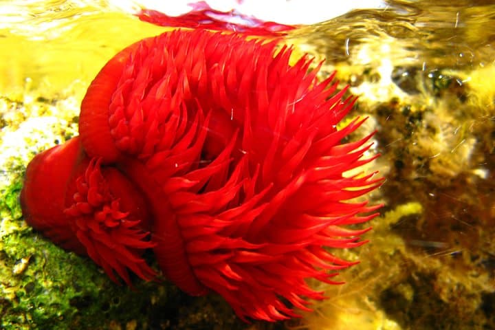 Adriatic Snorkeling Training on Krk Island — Learn to Explore the Reef photo 2