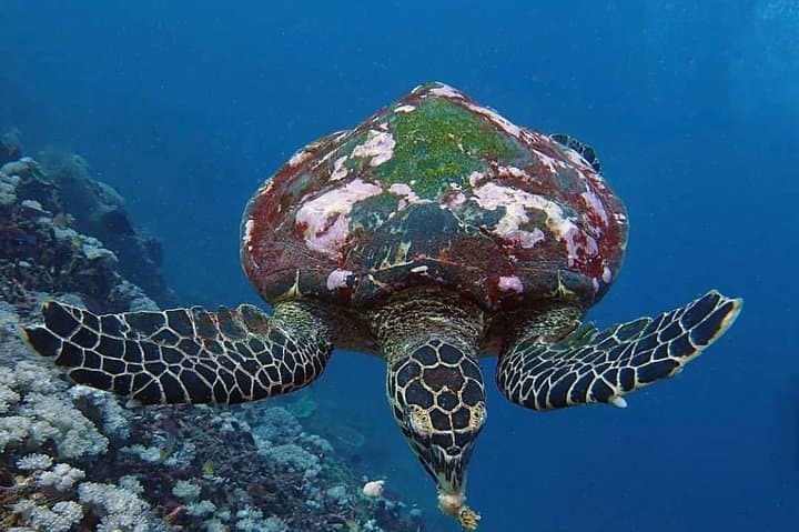 All‑Inclusive Bali Scuba Diving — Tulamben & Padang Bay Boat Dives with Lunch photo 6