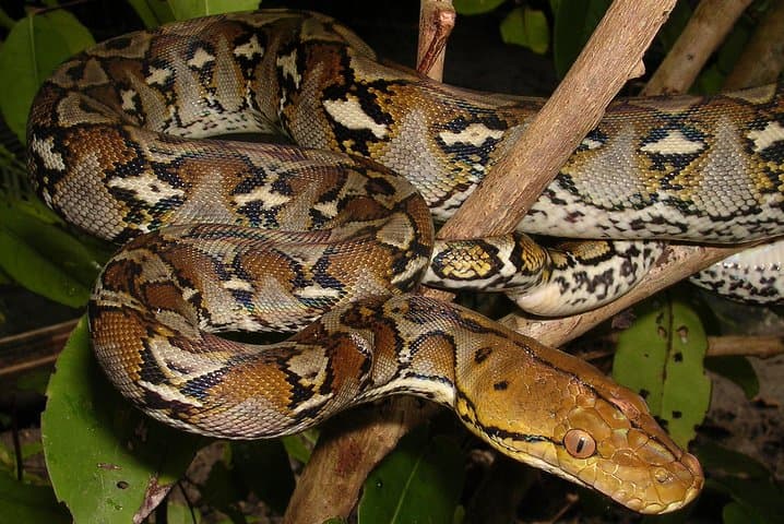 Inside Agadir Crocoparc: Crocodiles, Anacondas & Botanical Trails with Transfer photo 3