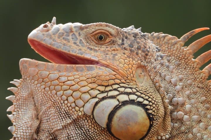 Inside Agadir Crocoparc: Crocodiles, Anacondas & Botanical Trails with Transfer photo 5