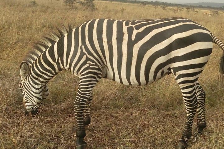 Explore Nairobi National Park and Giraffe Centre: A Safari Adventure Near the City photo 5