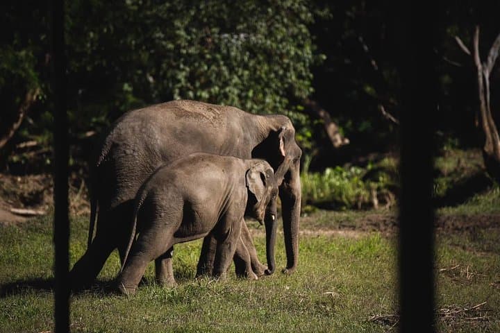 Elephant Jungle Sanctuary Pattaya — Half-Day Morning Program Guide