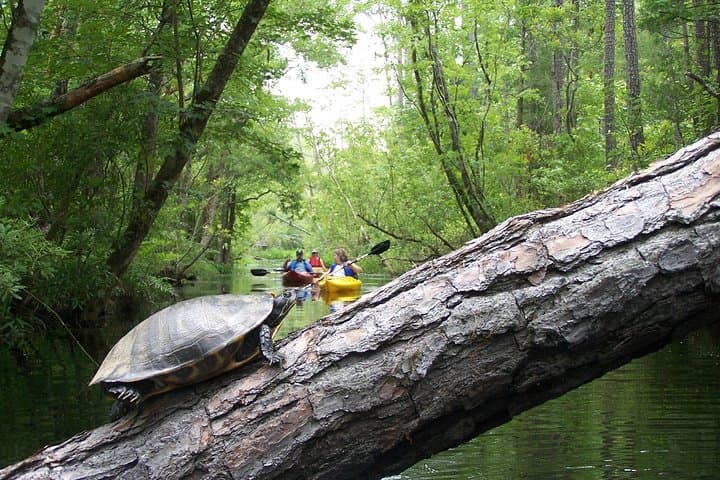 Paddle Alligator River: Kayak the OBX Refuge for Red Wolves & Egrets photo 2