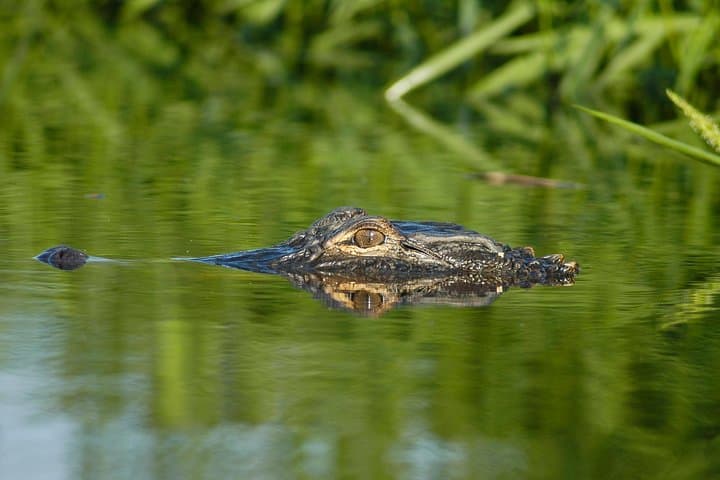 Paddle Alligator River: Kayak the OBX Refuge for Red Wolves & Egrets photo 6