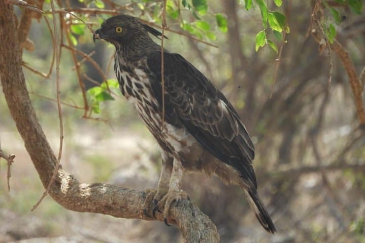 Yala National Park Safari from Ella: Leopard-Focused Jeep Safari and Wildlife Highlights photo 4