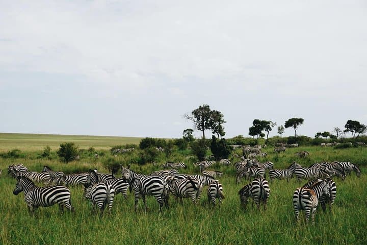 Three-Day Masai Mara Safari: Big Five Game Drives & Mara River photo 3