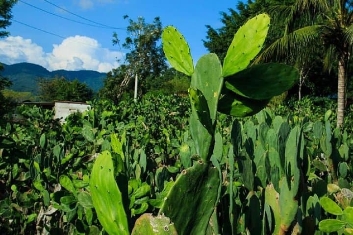 Authentic Rural Mexican Experience: Piedra de Moros Village & Traditional Healing from Huatulco photo 3
