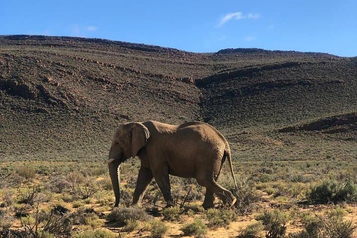 Sunset Big Five Safari from Cape Town — Private Half-Day Game Drive photo 2