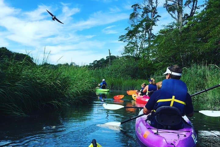 Kayak the Creek Nature Tour: Scorton Creek Wildlife Paddle on Cape Cod