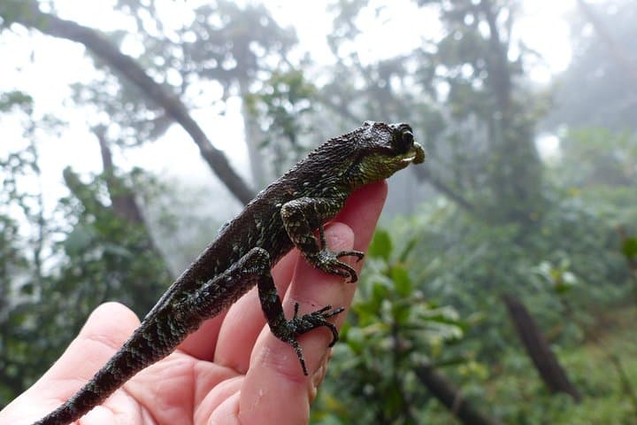 Knuckles Leopard Trail Trek from Kandy — Day Hike in Sri Lanka's Knuckles Range photo 3