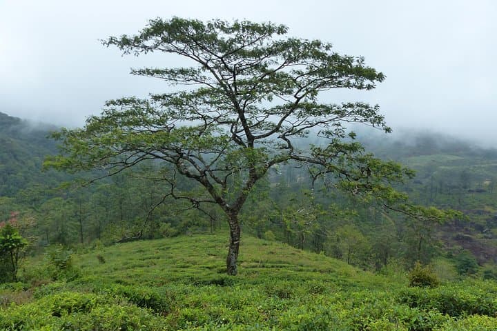 Knuckles Leopard Trail Trek from Kandy — Day Hike in Sri Lanka's Knuckles Range photo 4