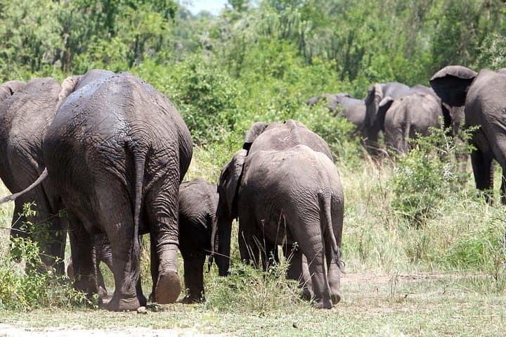 20-Day East African Safari: Kenya, Tanzania & Uganda Wildlife Circuit photo 2