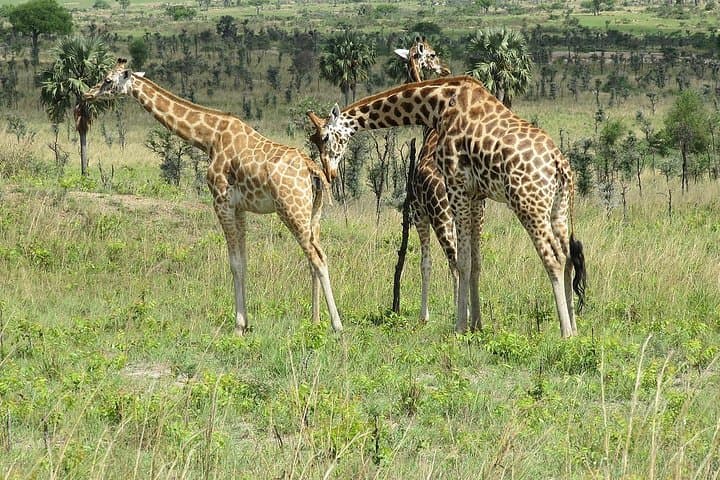 20-Day East African Safari: Kenya, Tanzania & Uganda Wildlife Circuit photo 3
