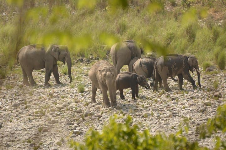 Overnight Jim Corbett Safari: Forest Rest House, Tiger Tracking & Wildlife Immersion photo 3