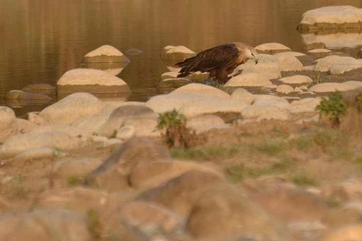 Overnight Jim Corbett Safari: Forest Rest House, Tiger Tracking & Wildlife Immersion photo 4