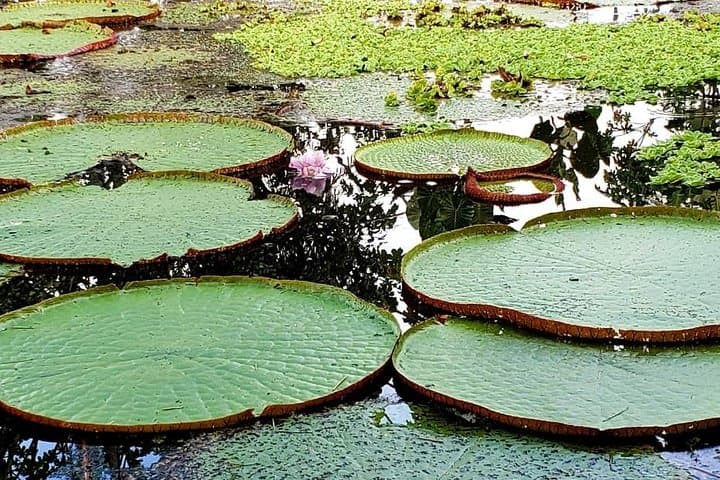 Amazon Discovery: 4-Day Pacaya-Samiria Wildlife Expedition from Iquitos photo 3