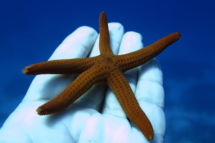 Private Try Scuba Diving in the Cyclades: Beginner Open-Water Experience photo 3