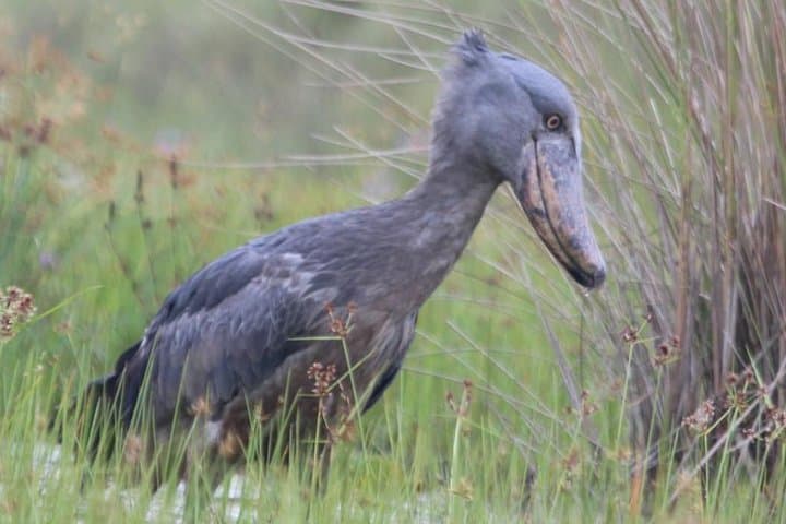 16-Day Uganda Wildlife Safari Holiday: Gorillas, Chimps & Murchison Falls photo 2