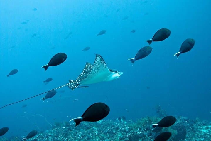 Try Scuba Diving on Nusa Penida: Intro Dive for Non-Certified Divers photo 4