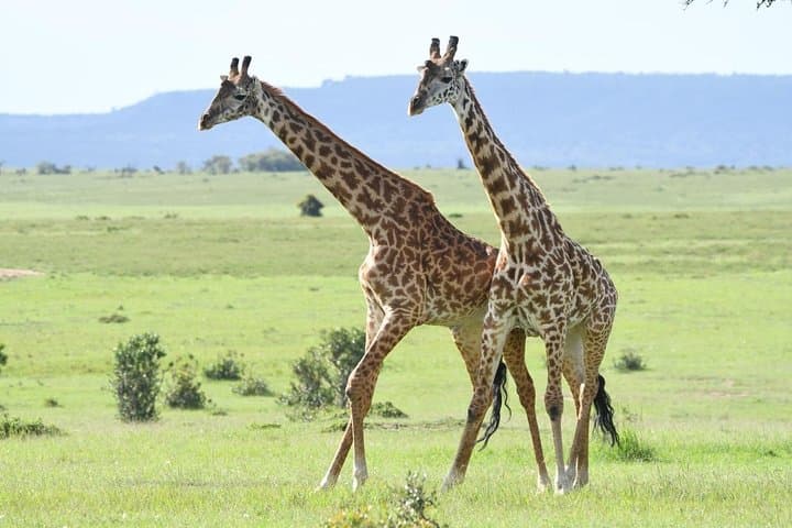 Classic Kenya Explore Safari: 8-Day Masai Mara, Ol Pejeta and Rift Valley Wildlife Adventure photo 2