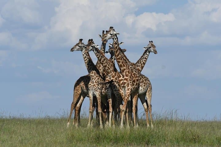 Classic Kenya Explore Safari: 8-Day Masai Mara, Ol Pejeta and Rift Valley Wildlife Adventure photo 6