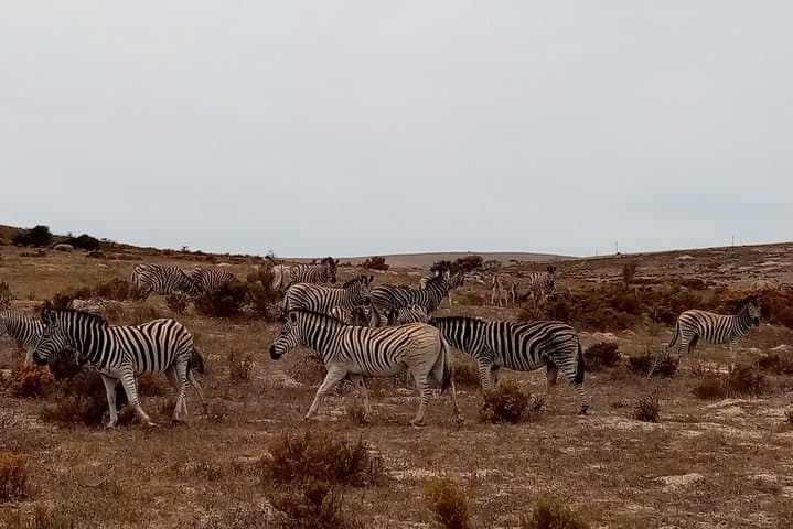 Cape Peninsula Coastal Drive and Boulders Beach Penguins photo 5