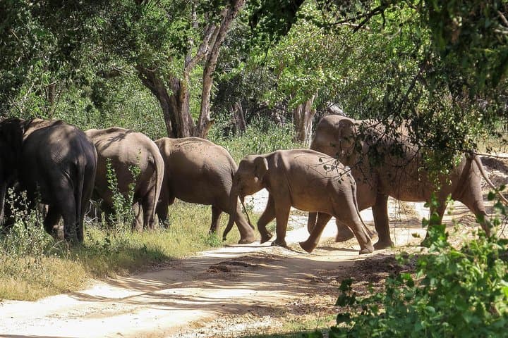 Kumana National Park Private Safari — Birding & Wildlife Drive in Sri Lanka's East