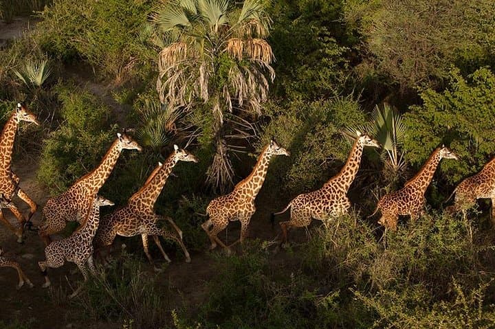 5-Day Safari: Tarangire, Serengeti & Ngorongoro Crater Adventure photo 6