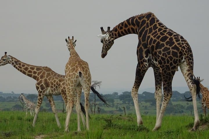 Gorillas, Lions & Kazinga: 5-Day Wildlife Circuit in Uganda photo 4