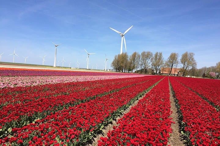 Tulips & Canals: Private Day Trip to the Dutch Flower Fields and Giethoorn from Amsterdam photo 3