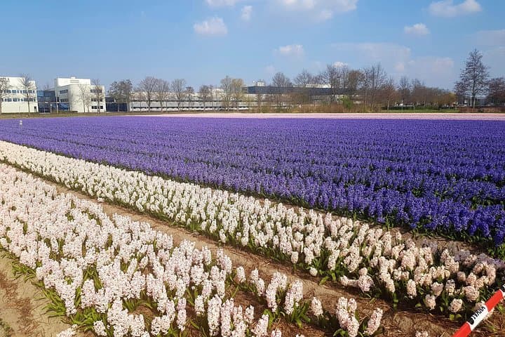 Tulips & Canals: Private Day Trip to the Dutch Flower Fields and Giethoorn from Amsterdam photo 2