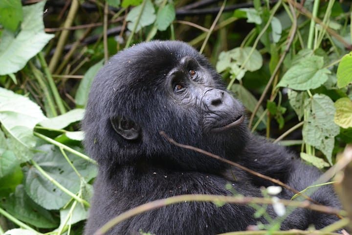 3-Day Budget Gorilla Trekking Safari in Bwindi Impenetrable Forest photo 5