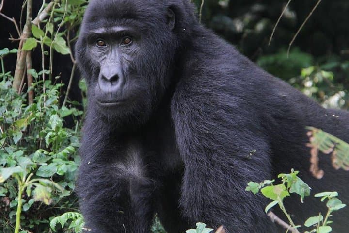 3-Day Budget Gorilla Trekking Safari in Bwindi Impenetrable Forest photo 2