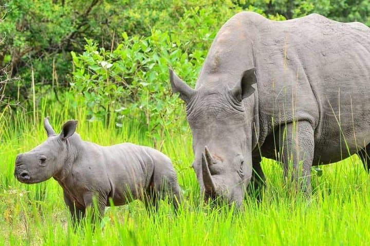 7-Day Uganda Safari: Murchison Falls to Queen Elizabeth — Midrange Lodge Adventure photo 6