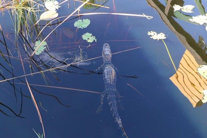 Everglades Airboat Safari from Miami Beach — Half-Day Alligator & Wetlands Tour photo 3