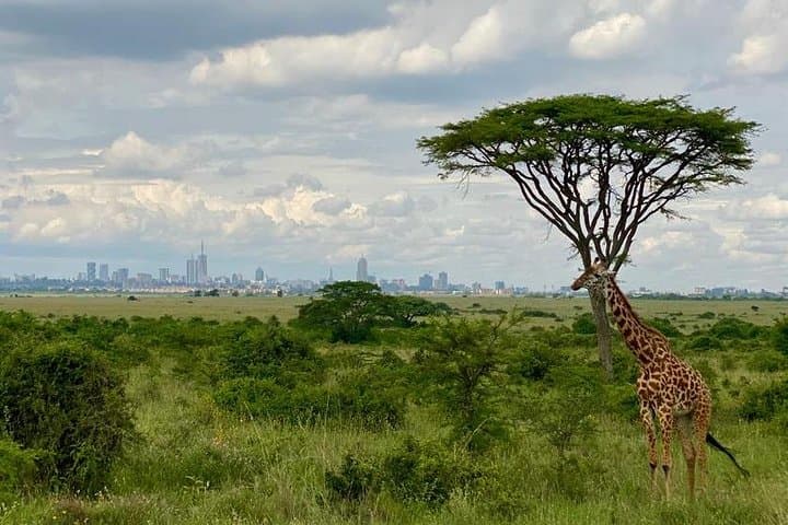 Explore Nairobi National Park and Giraffe Centre: A Safari Adventure Near the City photo 3