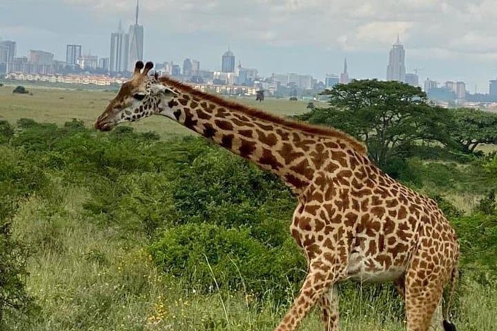 Explore Nairobi National Park and Giraffe Centre: A Safari Adventure Near the City photo 4
