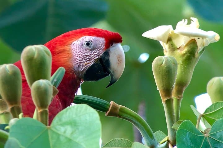 Esquipulas Rainforest Private Birding Tour — 4‑Hour Customizable Quepos Birdwatching photo 2