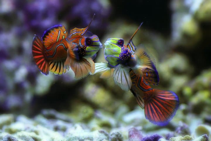 PADI Advanced Open Water Course in Menjangan — Dive Bali’s Coral Gardens photo 6
