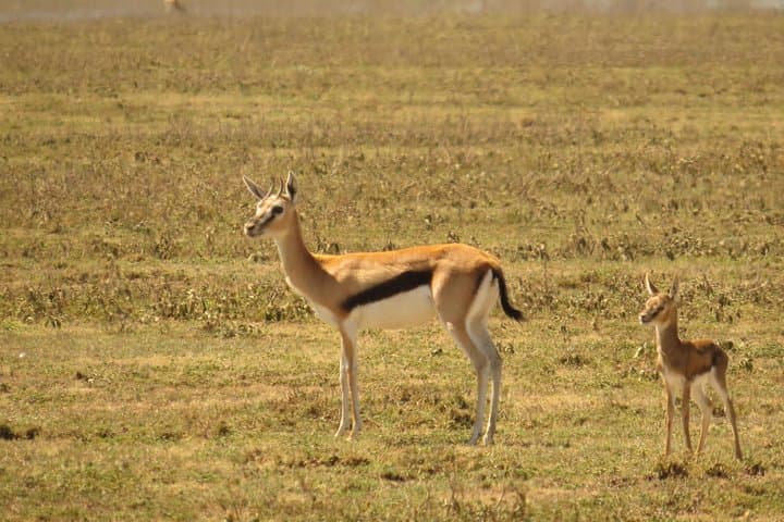 Inside Ngorongoro Crater: Full-Day Safari from Arusha photo 4