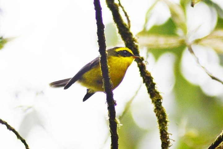 Bird Watching Doi Inthanon: Sunrise Birding on Thailand's Highest Peak photo 6