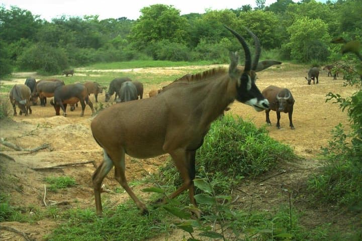 Yankari Game Reserve & Sumu Wildlife Park: 2-Day Safari in Bauchi, Nigeria photo 3