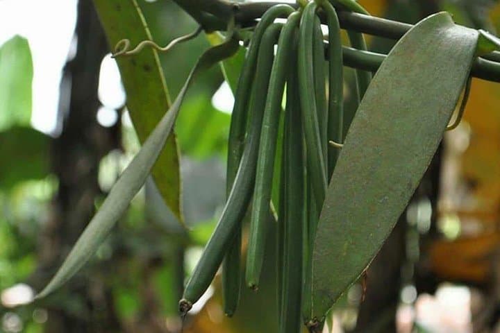 Inside Zanzibar's Spice Trail: Half-Day Farm Walk & Tasting photo 3