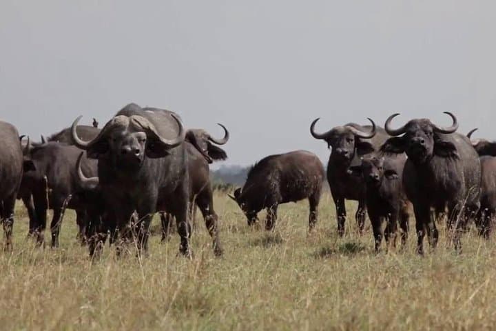 3-Day Ol Pejeta Conservancy Safari — Chimp Sanctuary, Black Rhino & Big Five Game Drives photo 2