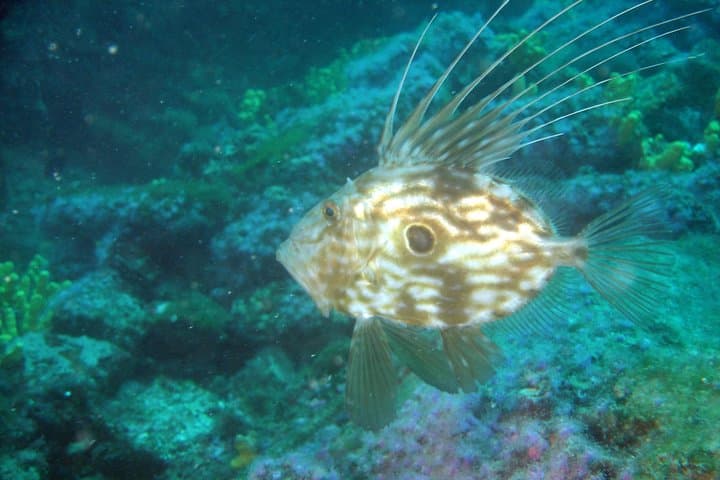 Day Diving Trip to Hvar & Brač from Tucepi — 2 Dives on the Makarska Riviera photo 4
