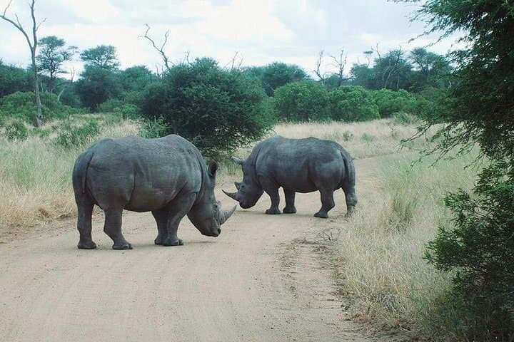 Rhino and Lion Reserve Safari from Johannesburg — Full-Day Private Tour