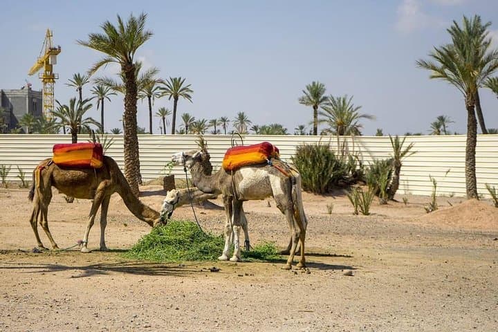 Marrakesh Day Trip from Casablanca: Camel Ride, Agafay Desert & Moroccan Lunch photo 3