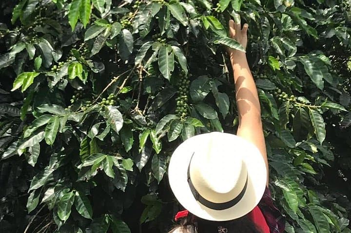 Medellín Coffee Tour: All-Inclusive Farm Visit & Tasting photo 2