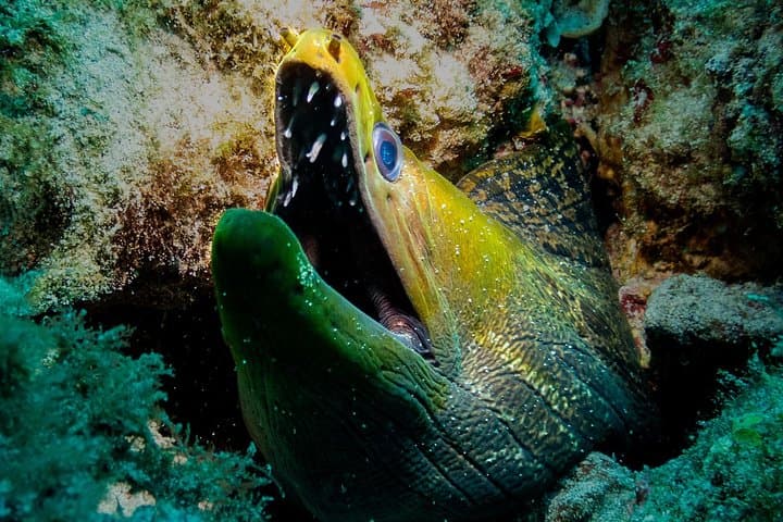 Mauritius Exploration Dives for Experienced Divers: Pinnacles, Walls & Reefs photo 5