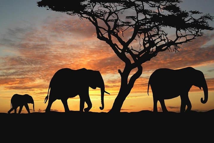 4-Day Cape Town Adventure: Table Mountain, Robben Island, Winelands & Safari photo 2